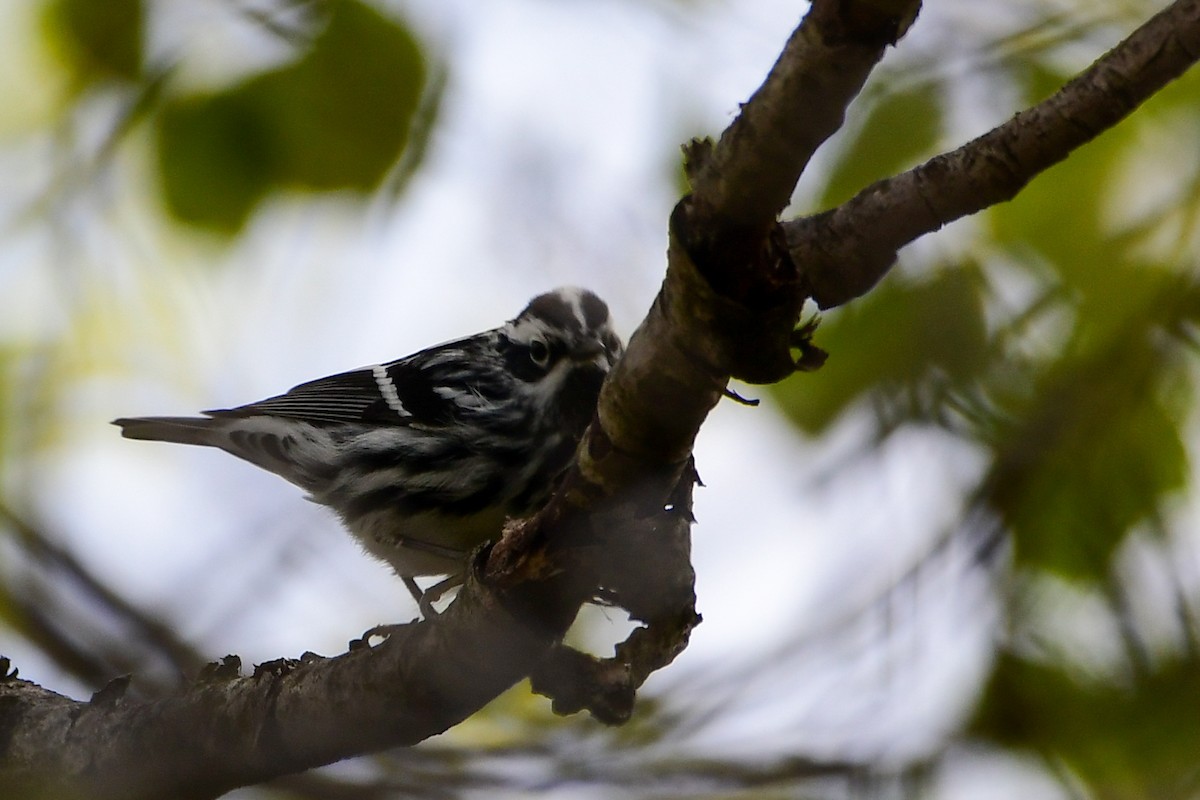 Black-and-white Warbler - Cheryl Prouse