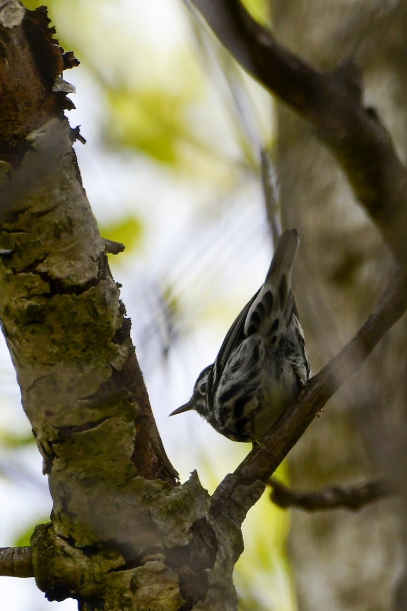 Black-and-white Warbler - ML618774826