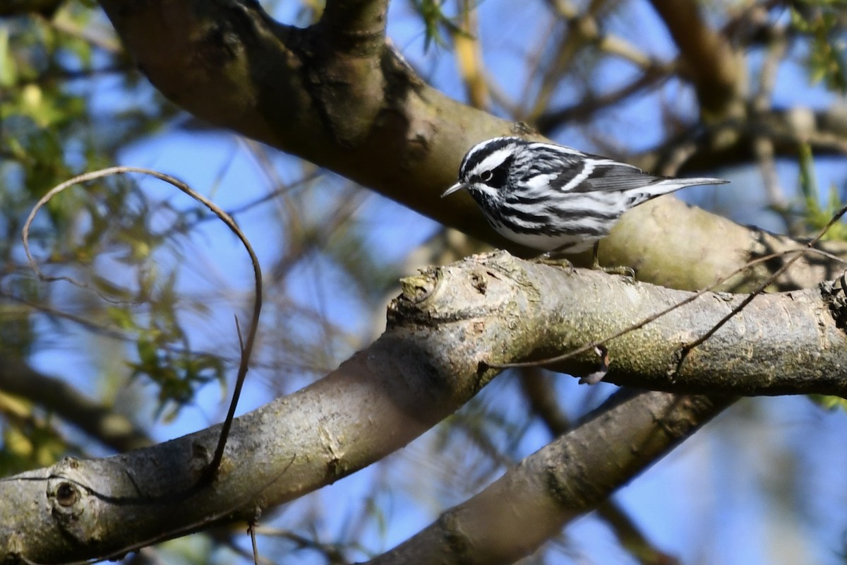 Black-and-white Warbler - ML618774879
