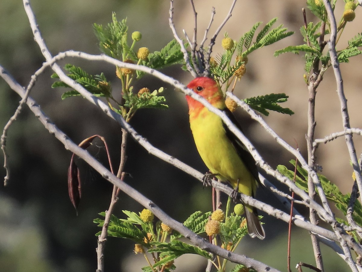 Western Tanager - Babs Buck