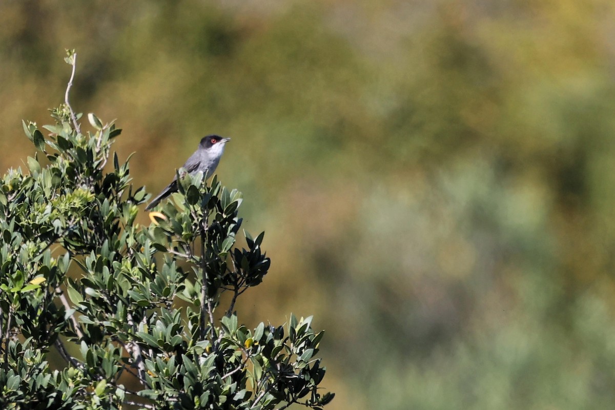 Sardinian Warbler - Anonymous