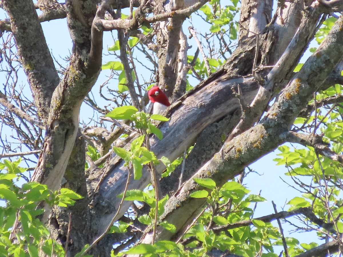 Red-headed Woodpecker - ML618774931