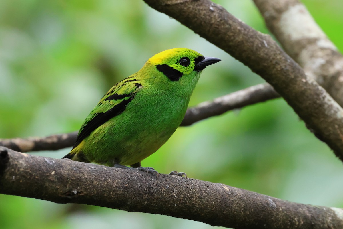 Emerald Tanager - ML618774938