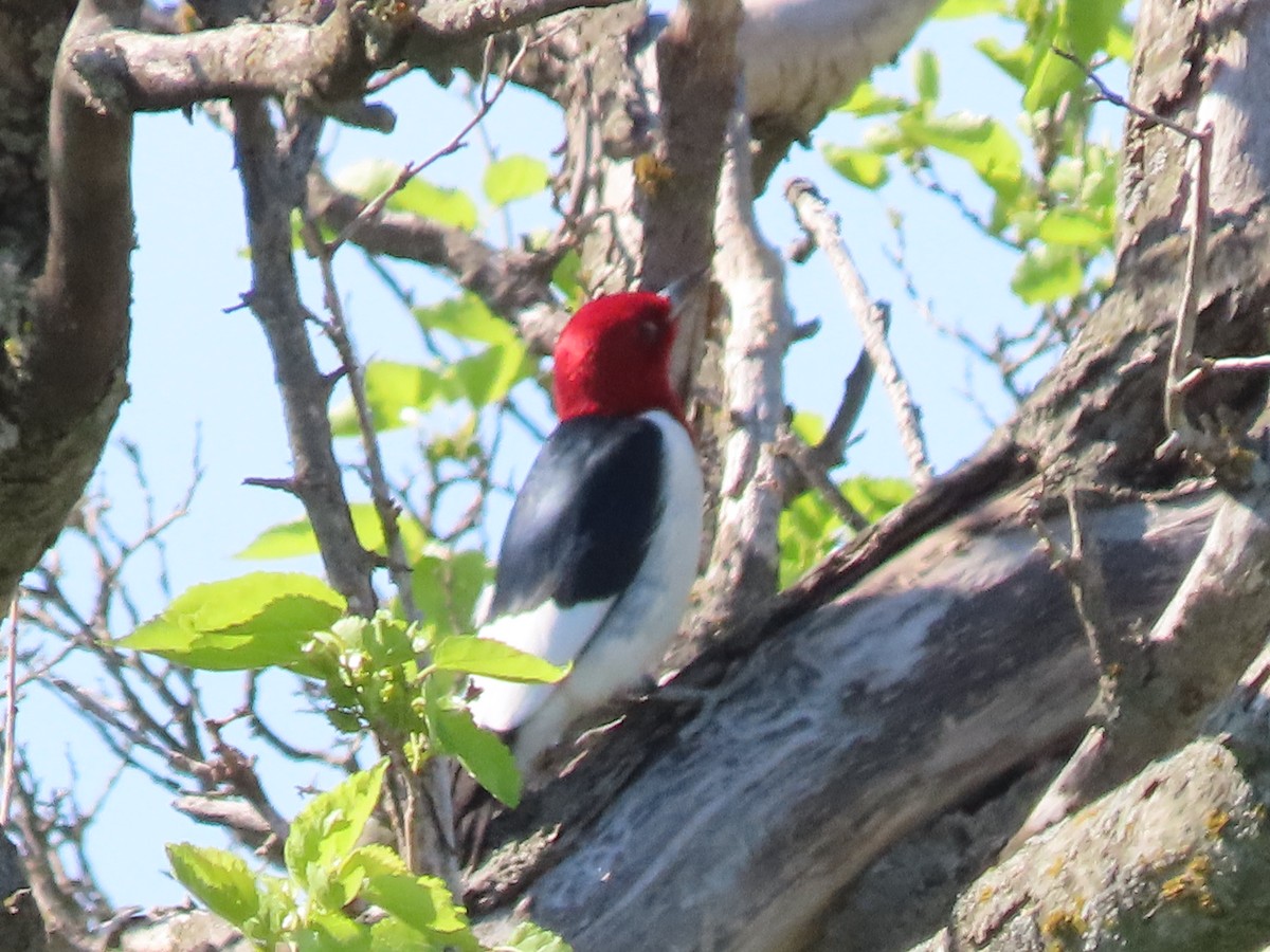Red-headed Woodpecker - ML618774959
