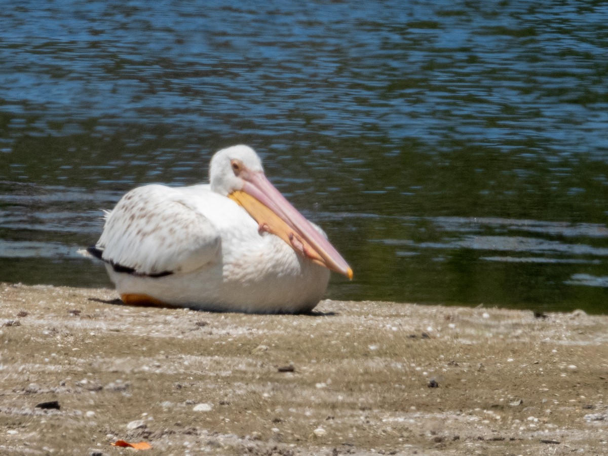 American White Pelican - ML618774963