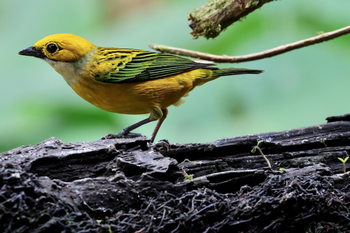 Silver-throated Tanager - ML618775009