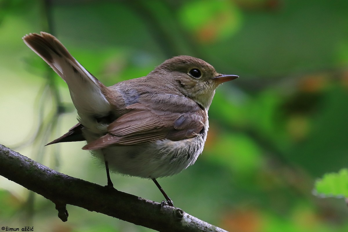 Red-breasted Flycatcher - ML618775011