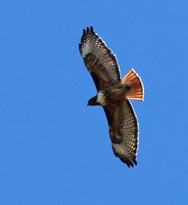 Red-tailed Hawk - ML618775014