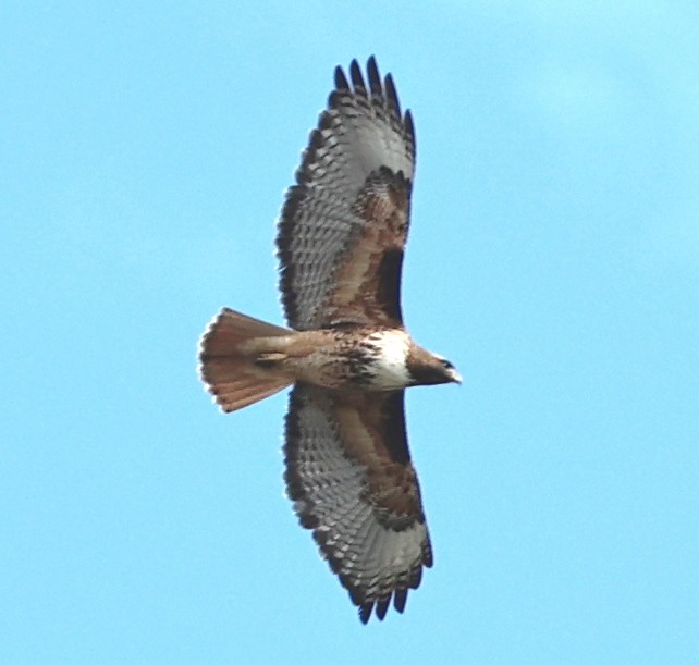Red-tailed Hawk - ML618775015