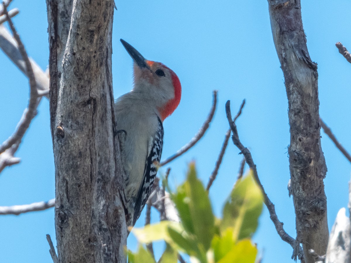 Red-bellied Woodpecker - ML618775017