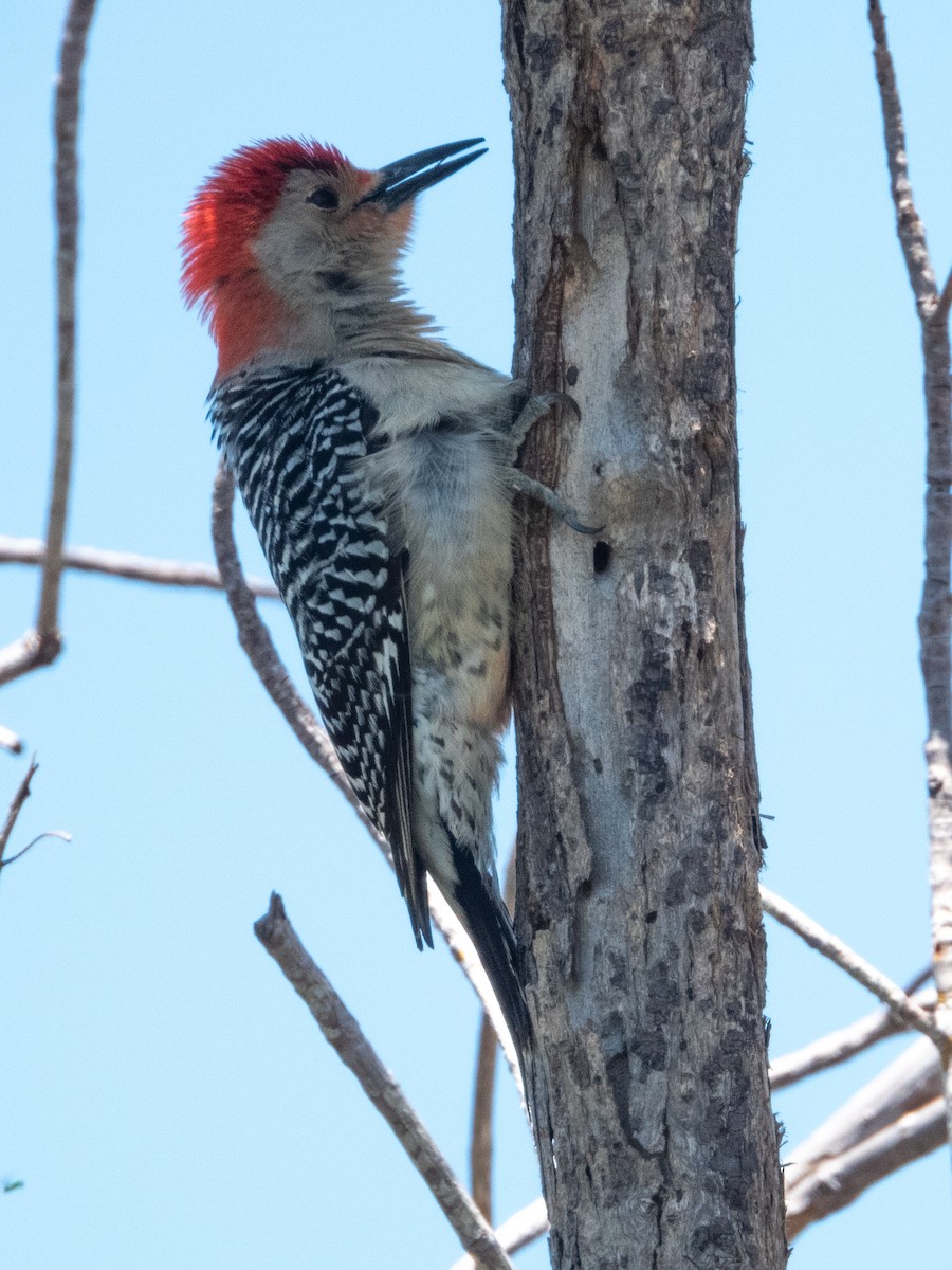 Red-bellied Woodpecker - ML618775018