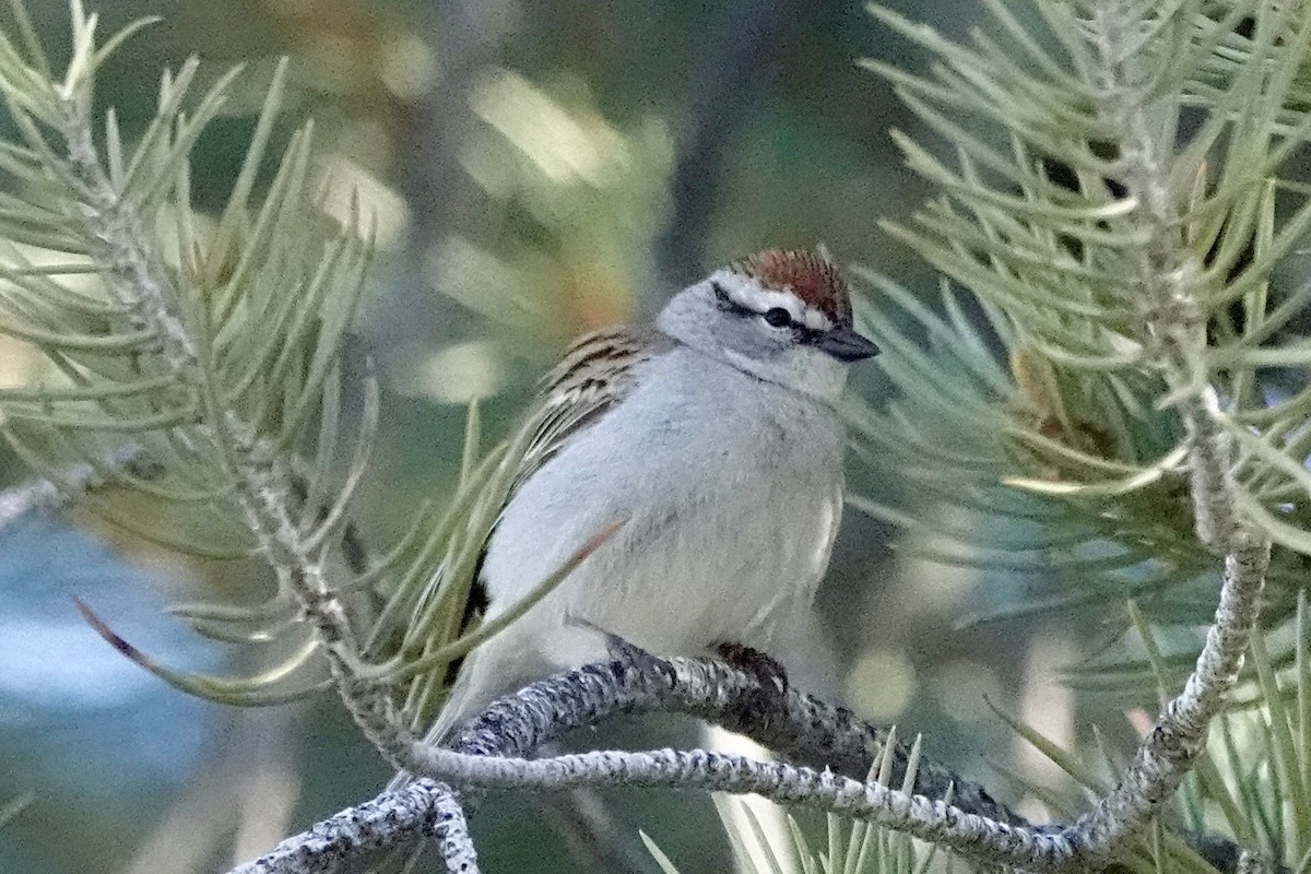 Chipping Sparrow - Susan Goodrich