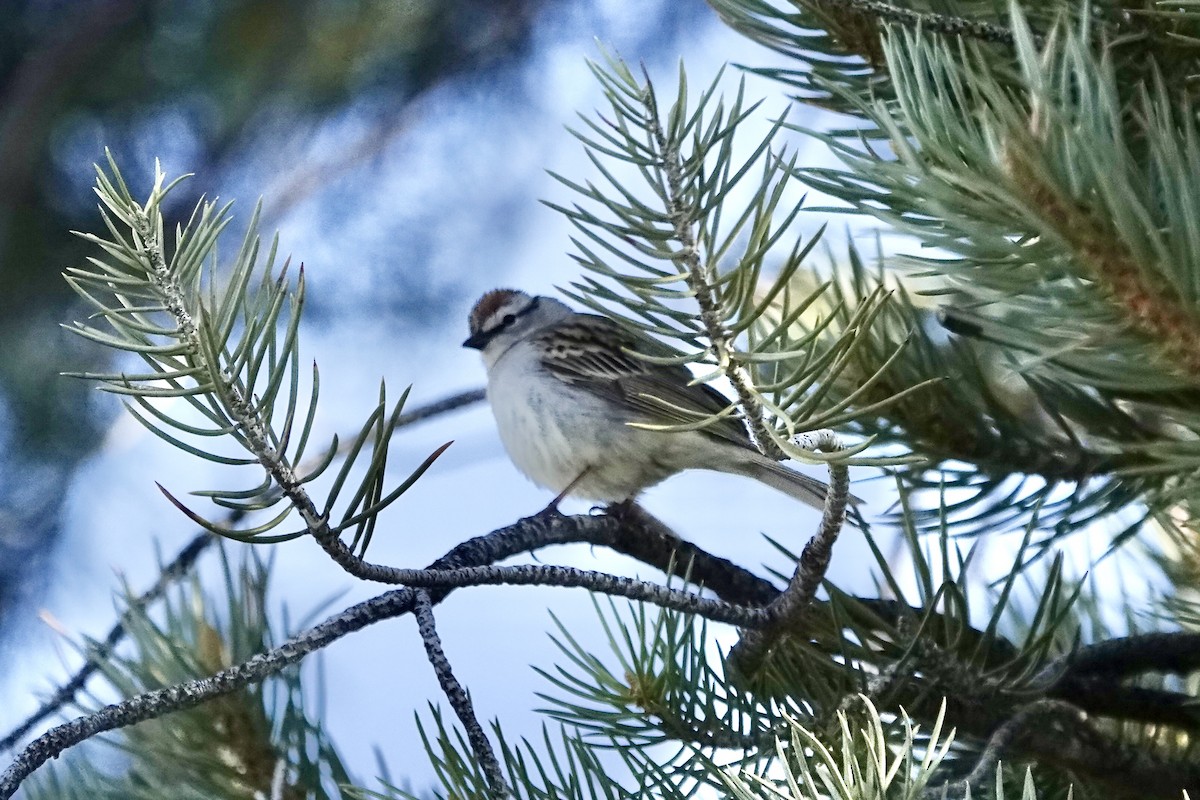 Chipping Sparrow - ML618775020