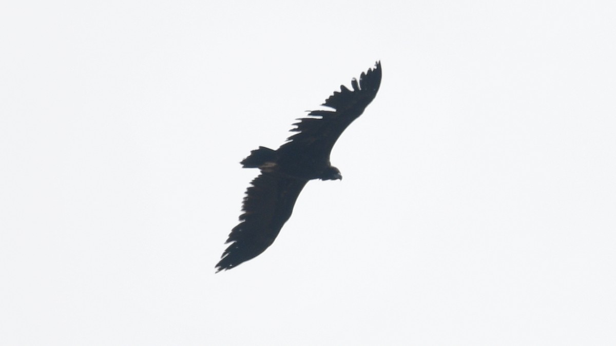 Cinereous Vulture - ML618775030
