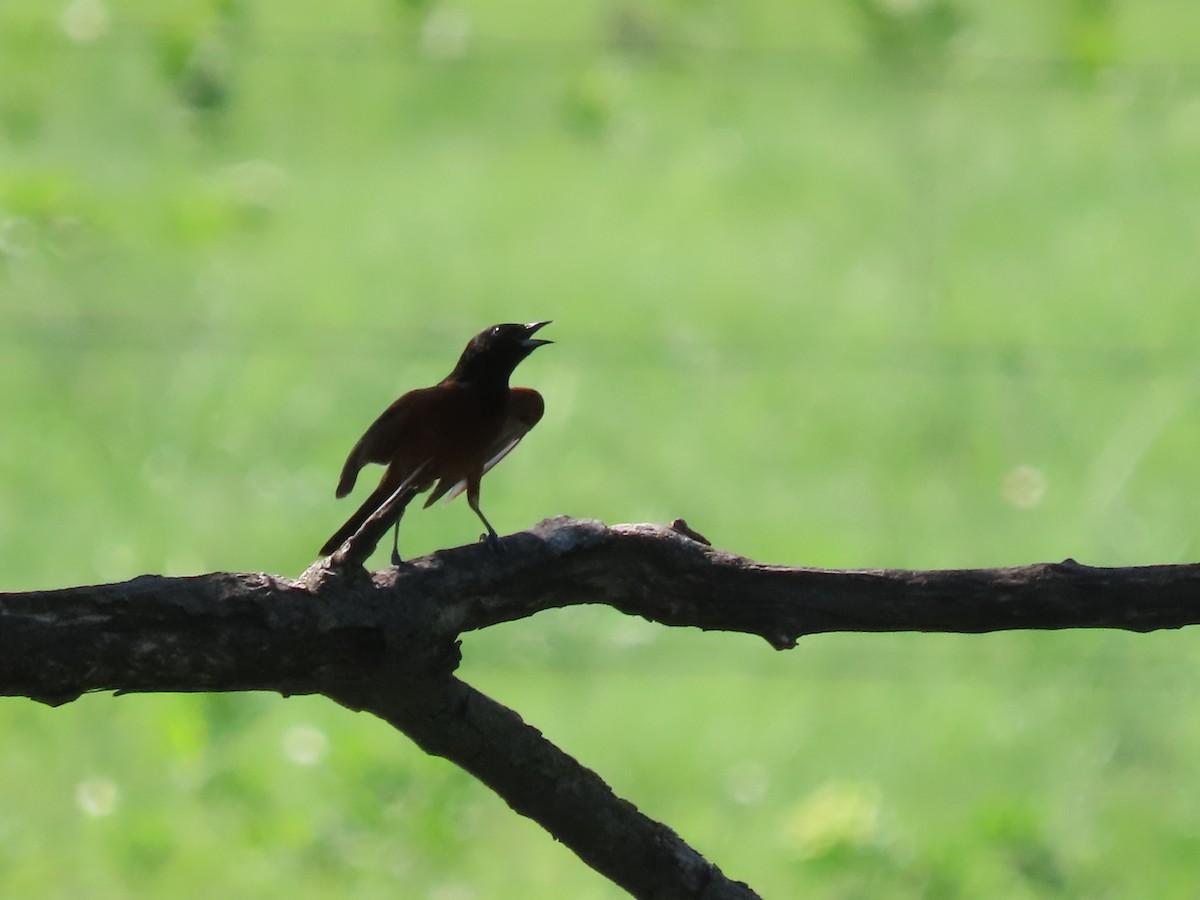 Orchard Oriole - Dick Zerger