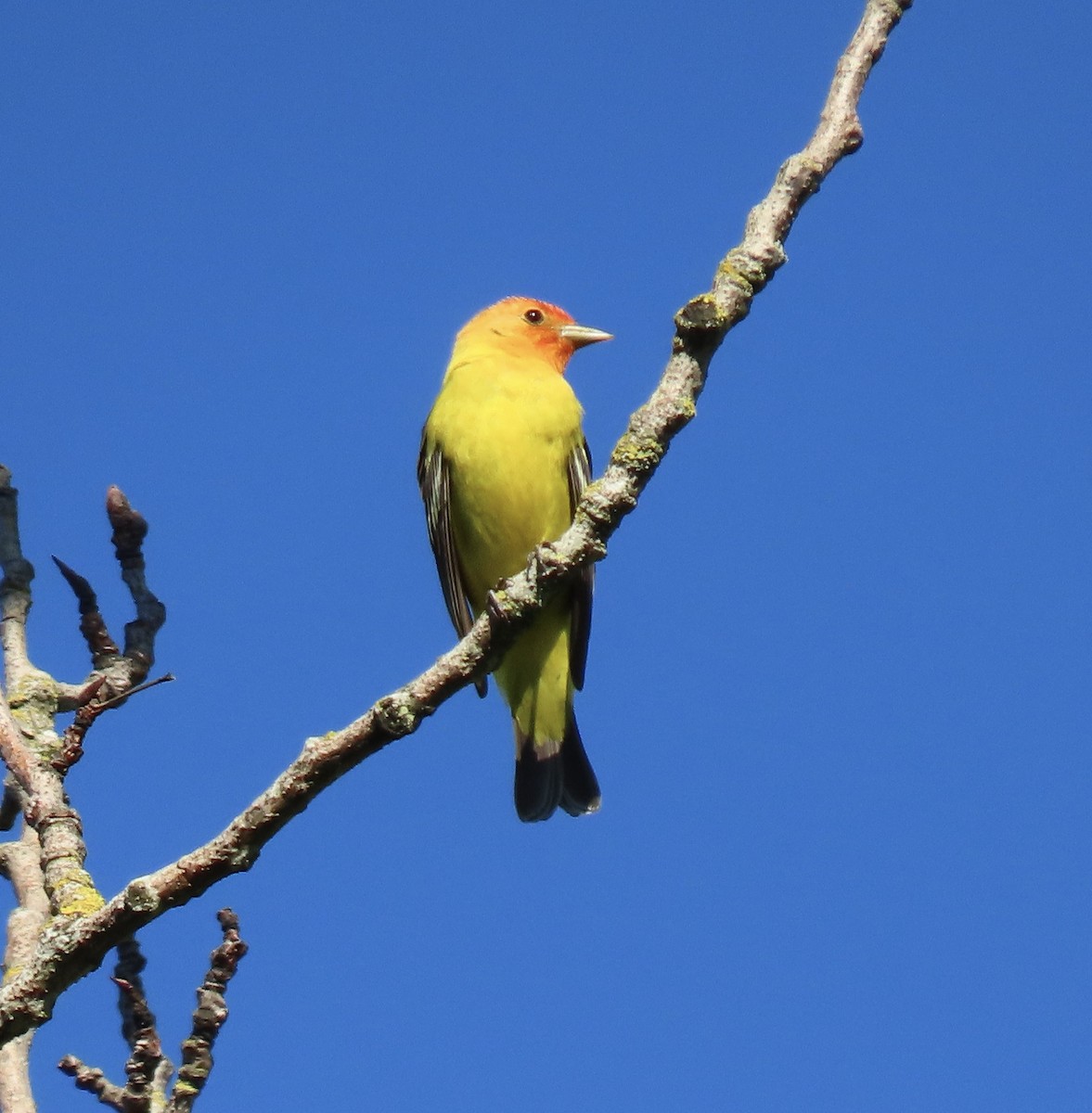 Western Tanager - ML618775049