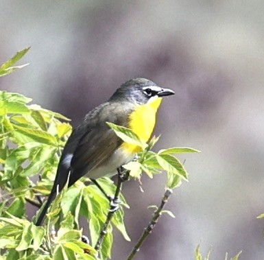 Yellow-breasted Chat - ML618775072