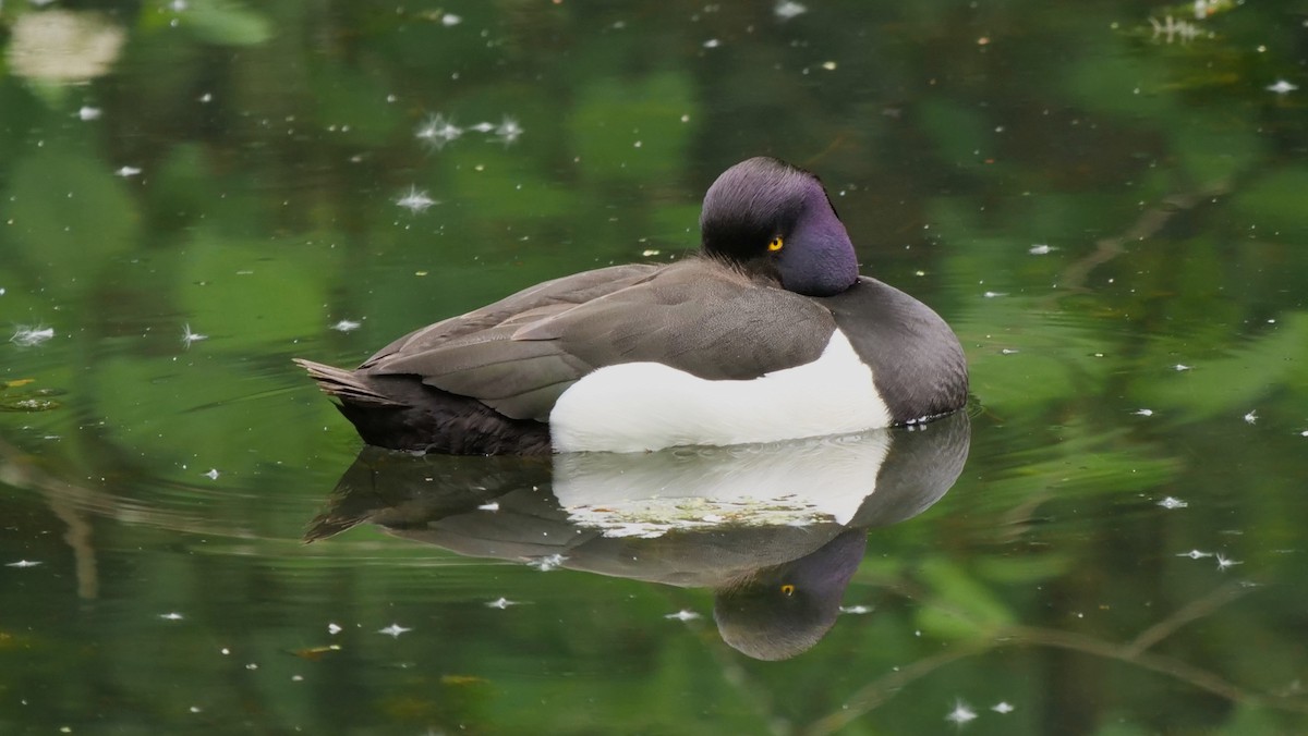Tufted Duck - ML618775101