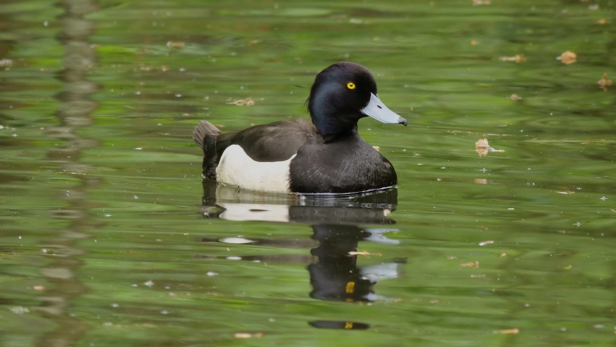 Tufted Duck - ML618775102