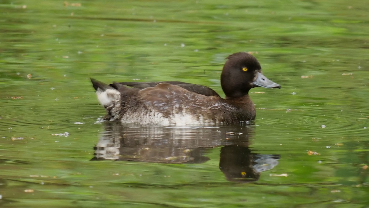 Tufted Duck - ML618775103