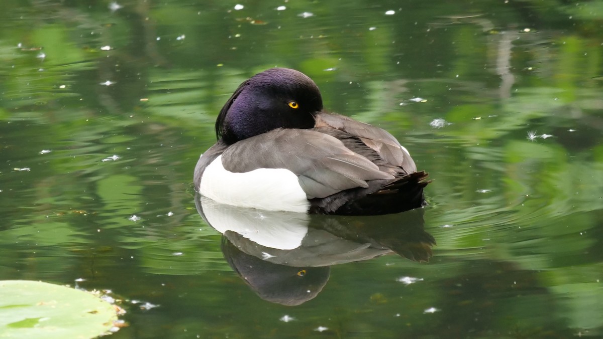 Tufted Duck - ML618775104