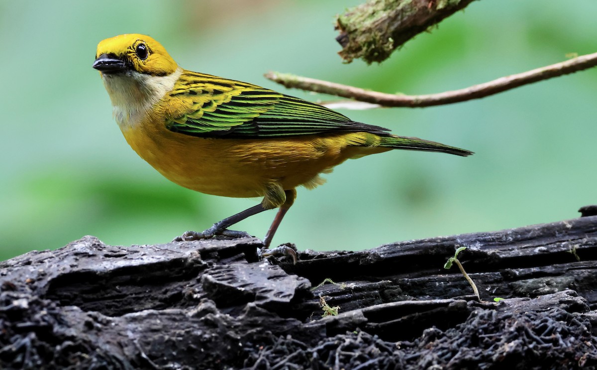 Silver-throated Tanager - ML618775121