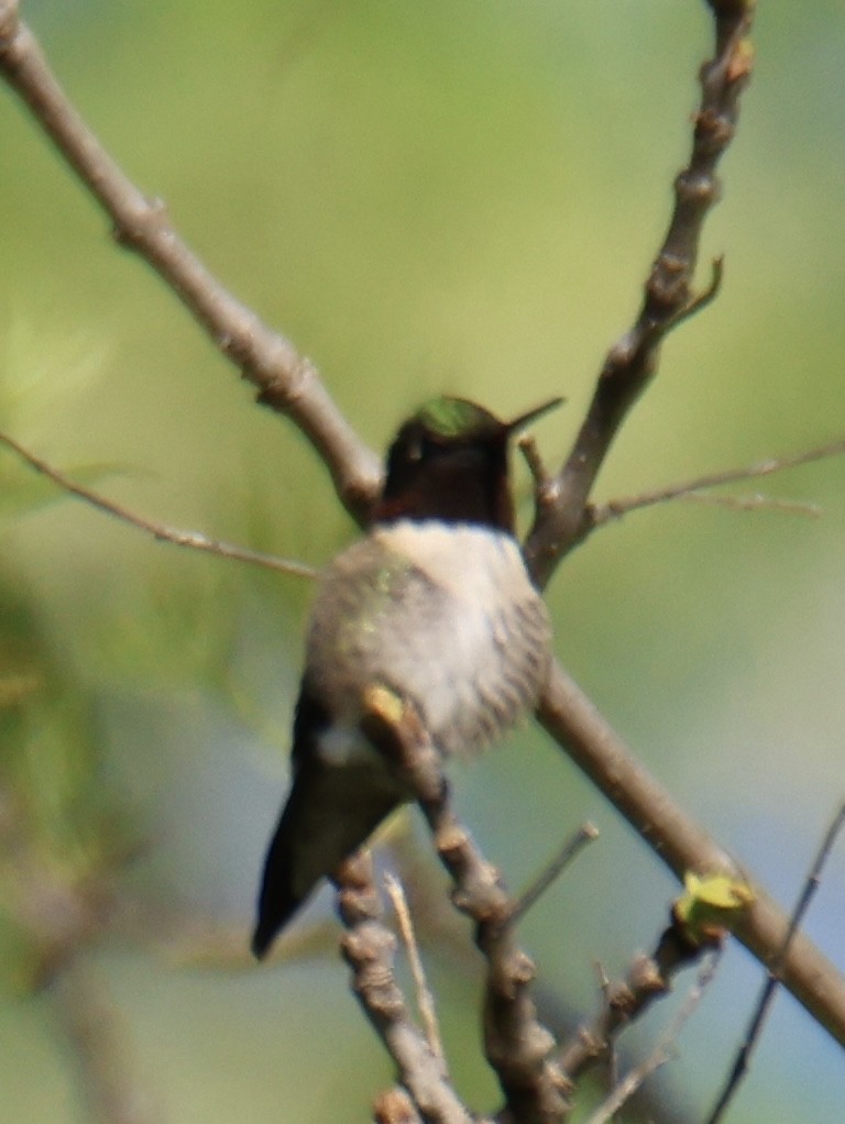Ruby-throated Hummingbird - ML618775131