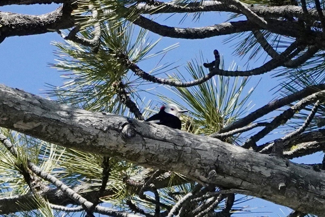 White-headed Woodpecker - ML618775156