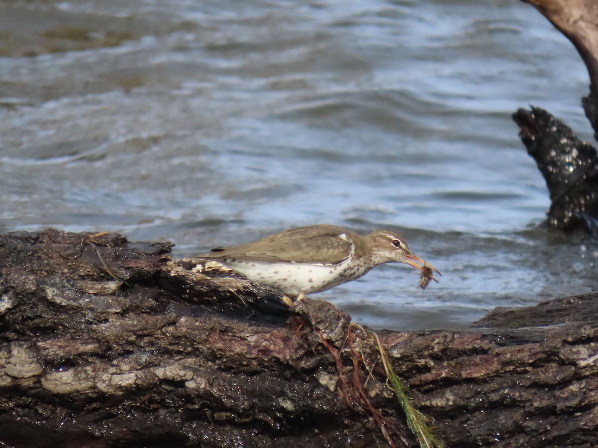 Spotted Sandpiper - Michael  Moss