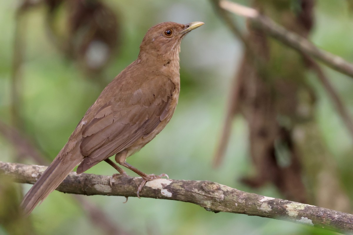 Clay-colored Thrush - Olivier Langrand