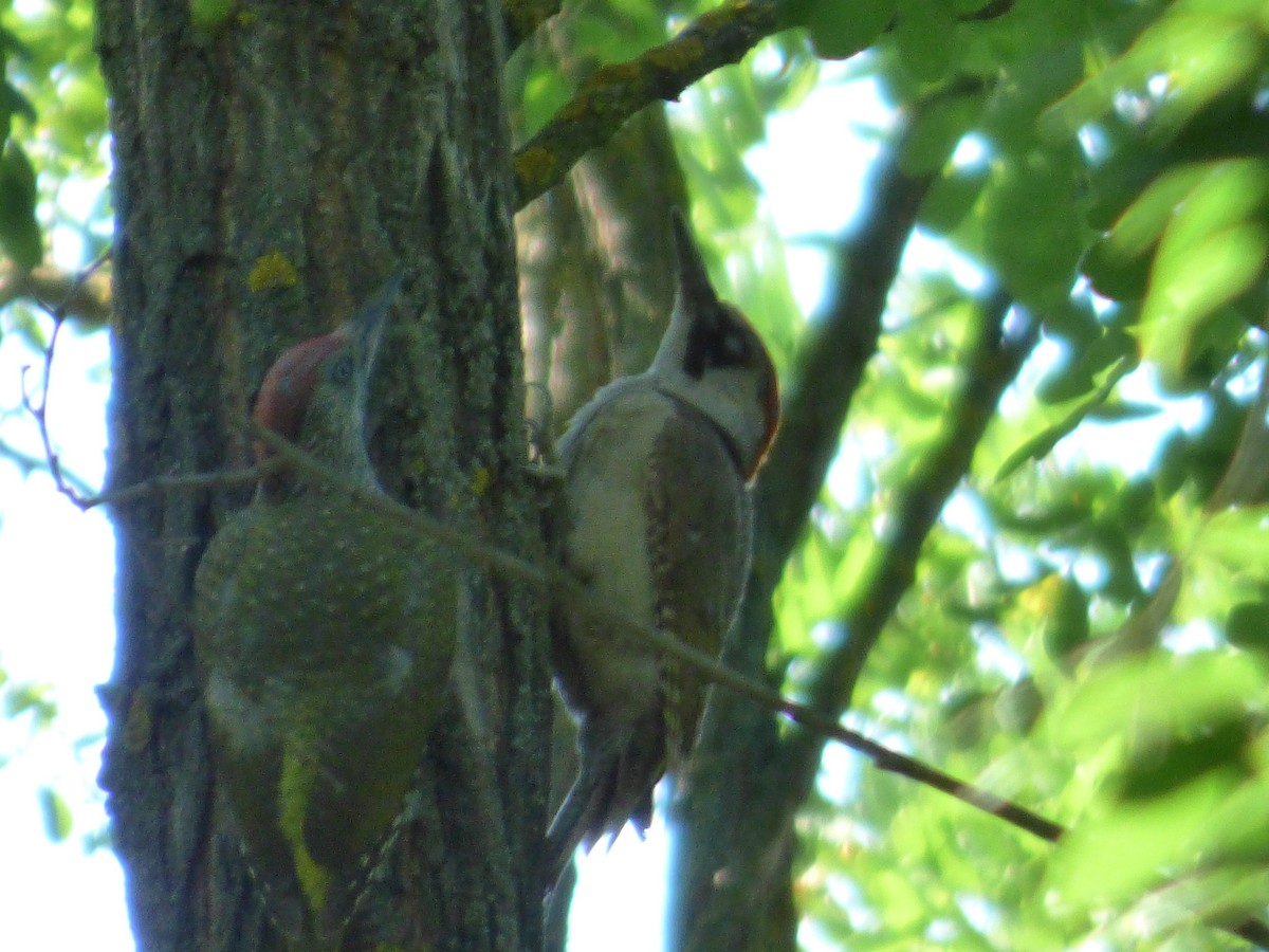 Eurasian Green Woodpecker - ML618775232
