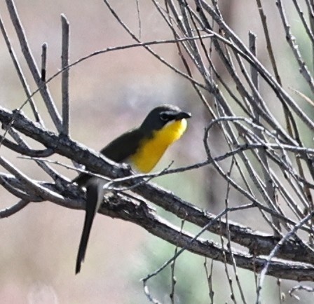 Yellow-breasted Chat - Dale & Margaret Raven