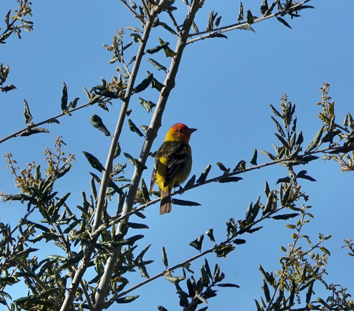 Western Tanager - ML618775282