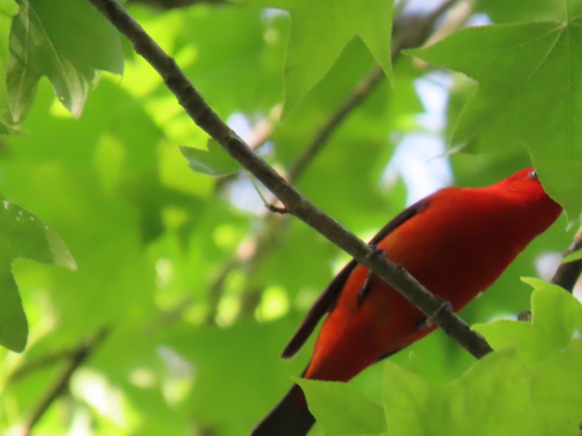 Scarlet Tanager - Michael  Moss