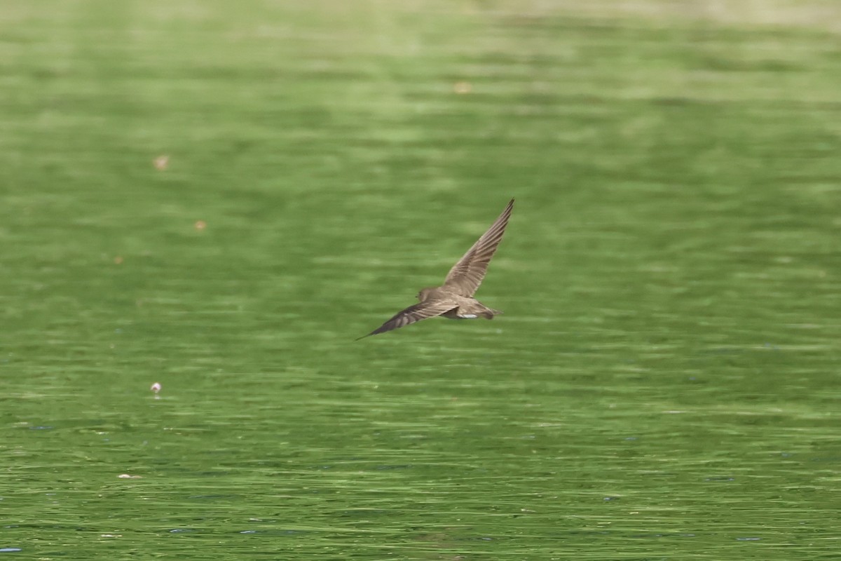 Northern Rough-winged Swallow - E R