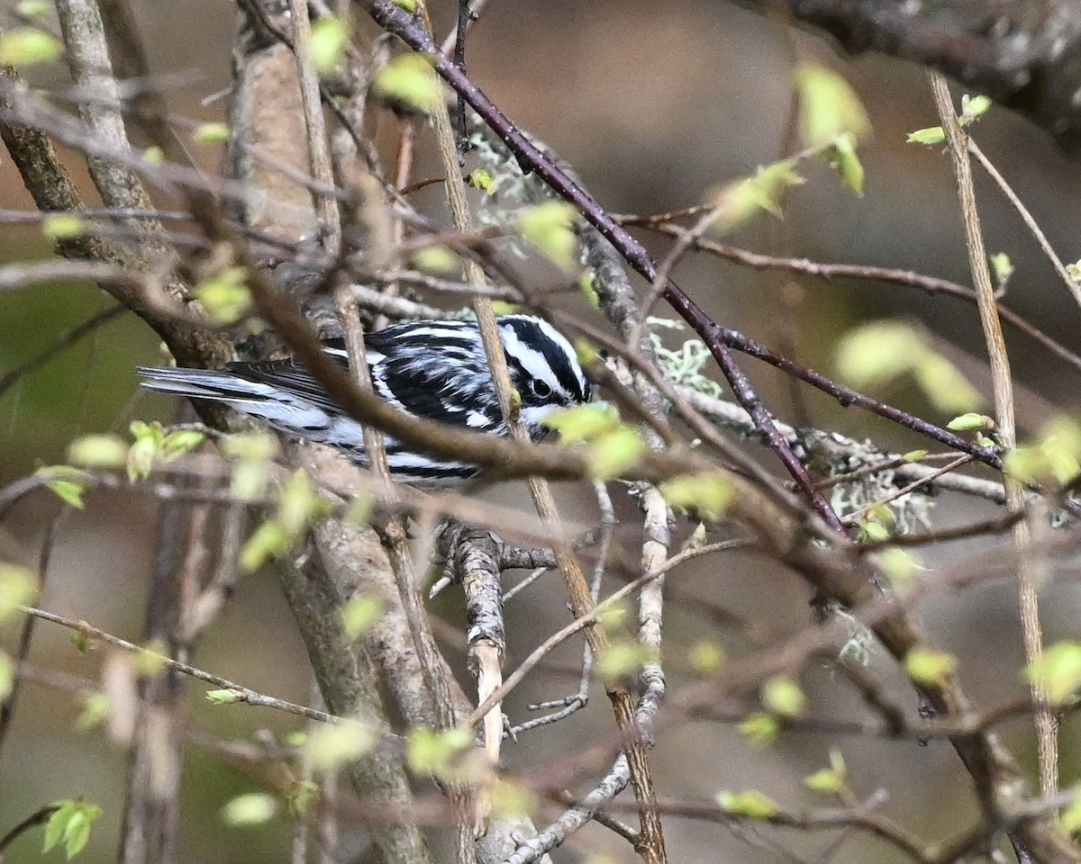 Black-and-white Warbler - ML618775418