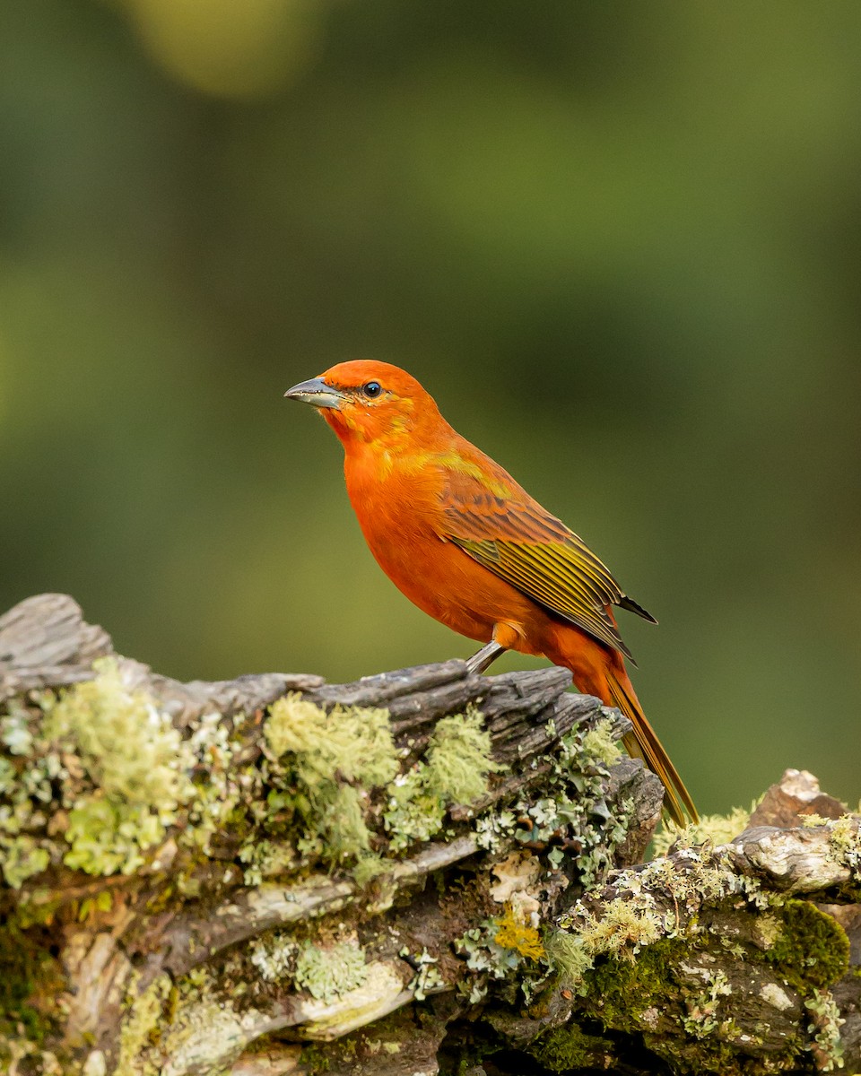 Hepatic Tanager (Lowland) - Leandro Paiva
