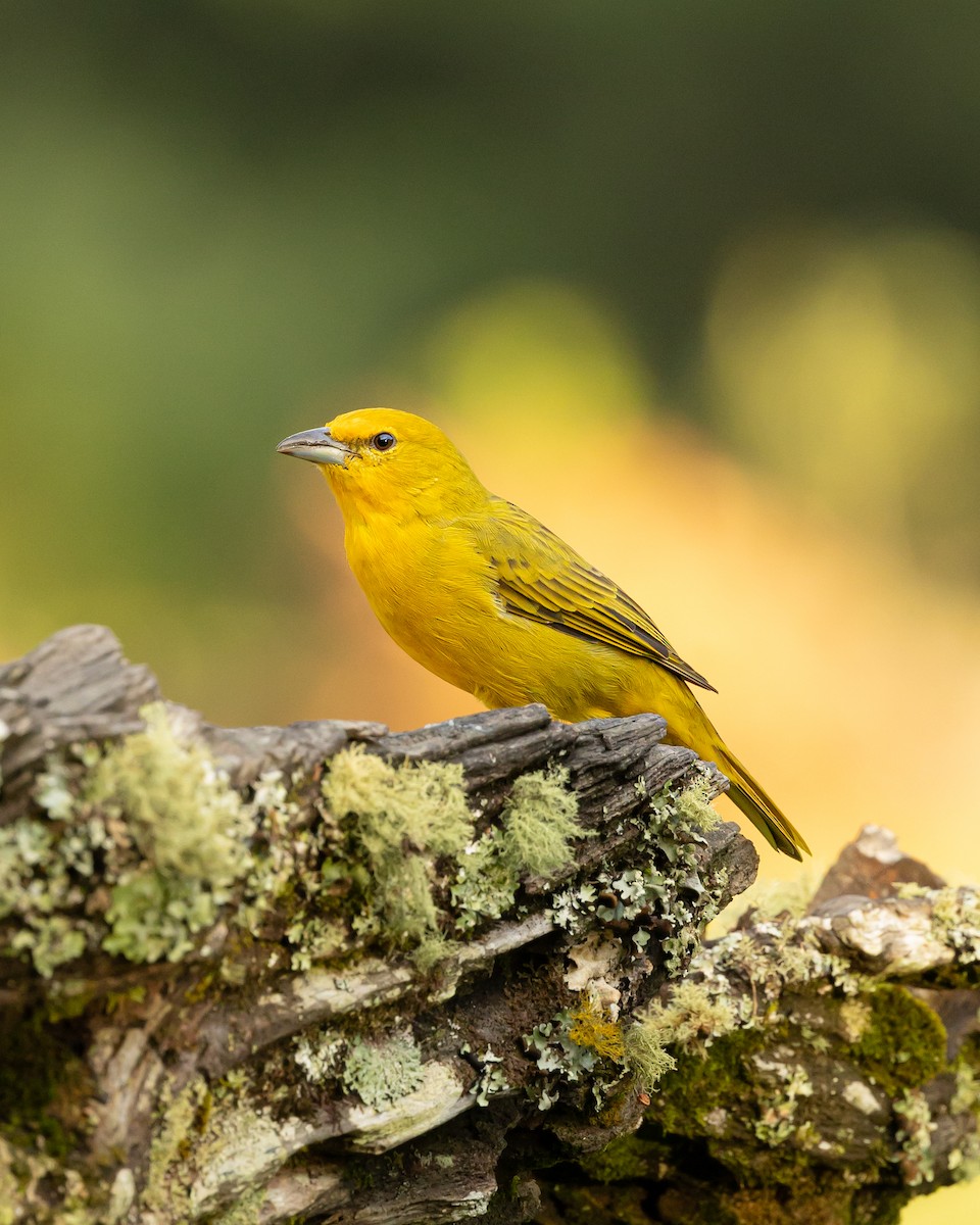 Hepatic Tanager (Lowland) - ML618775428