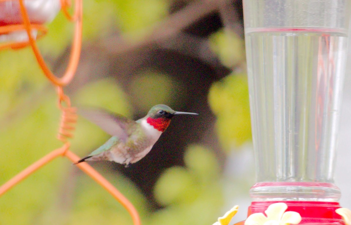 Ruby-throated Hummingbird - Dennis Cutter