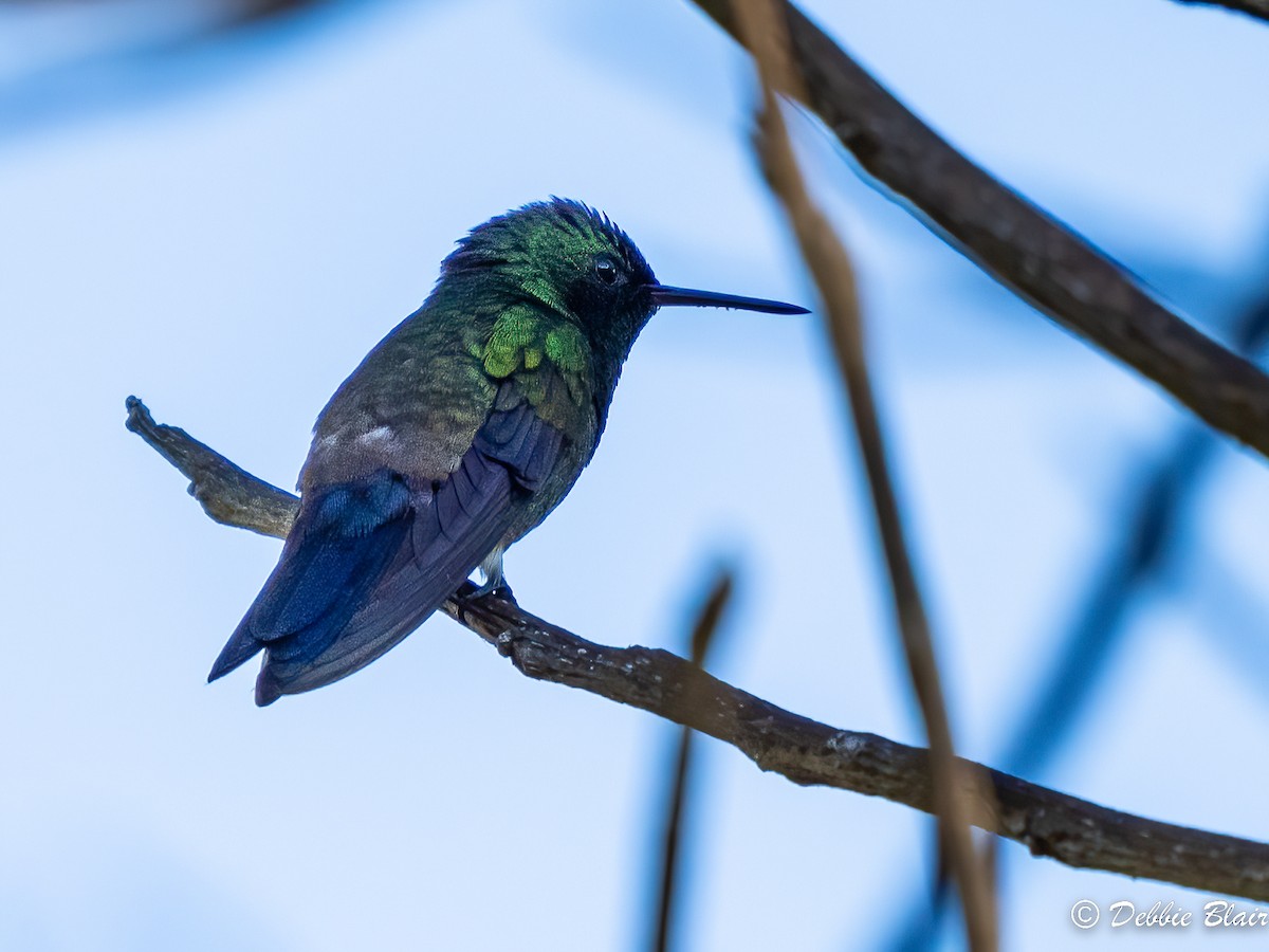 Blue-vented Hummingbird - ML618775457