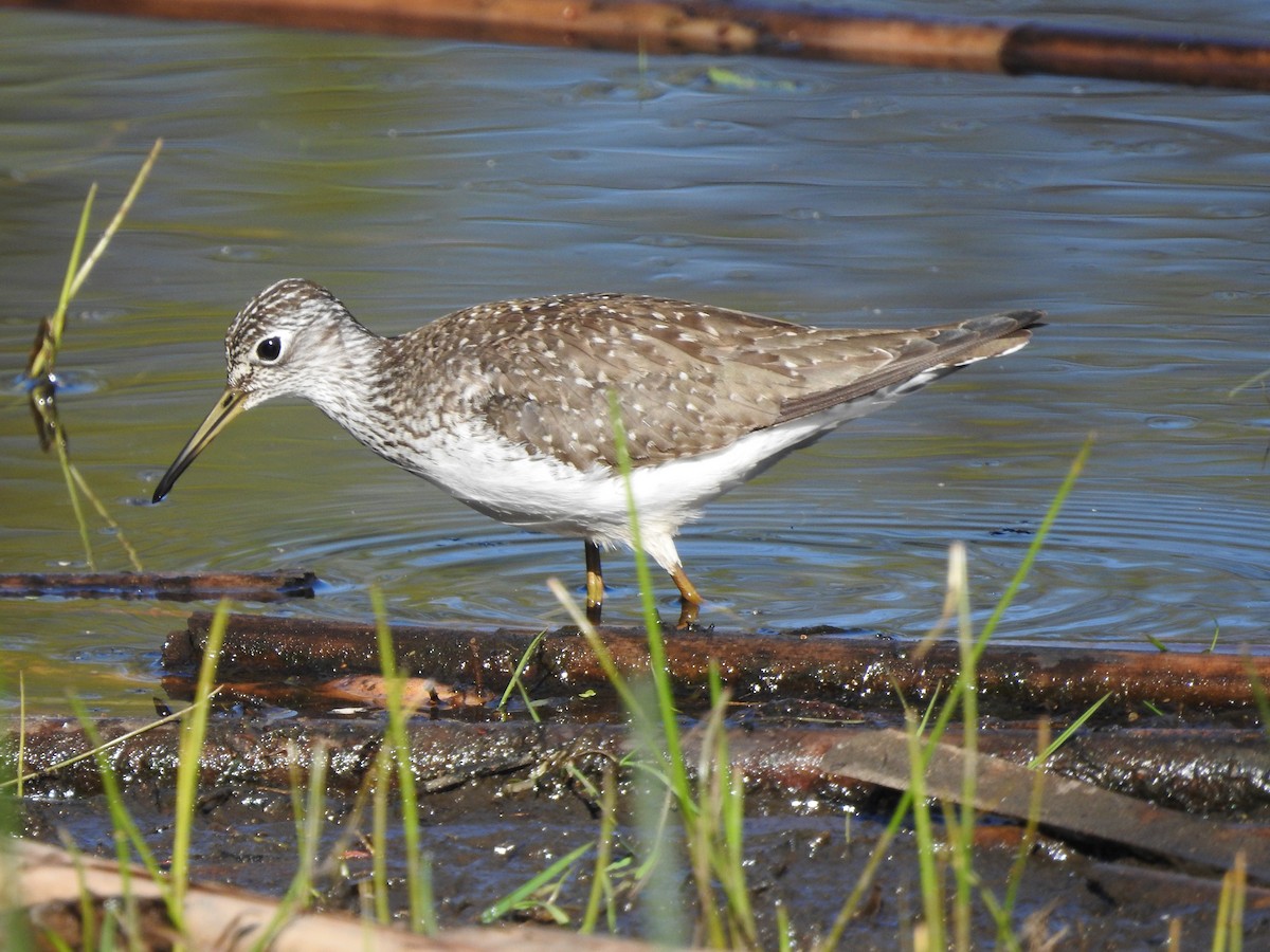 Solitary Sandpiper - Charlie Likely