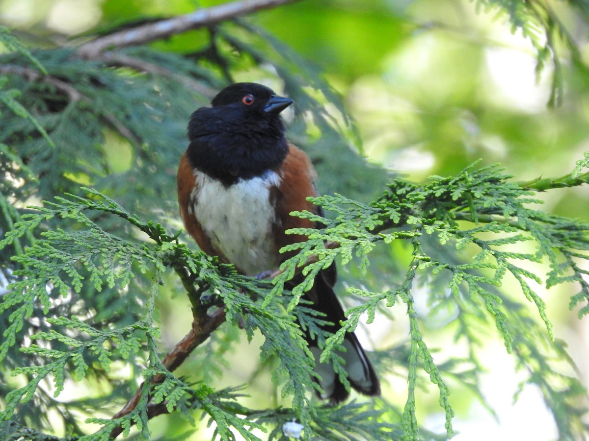 Spotted Towhee - ML618775493