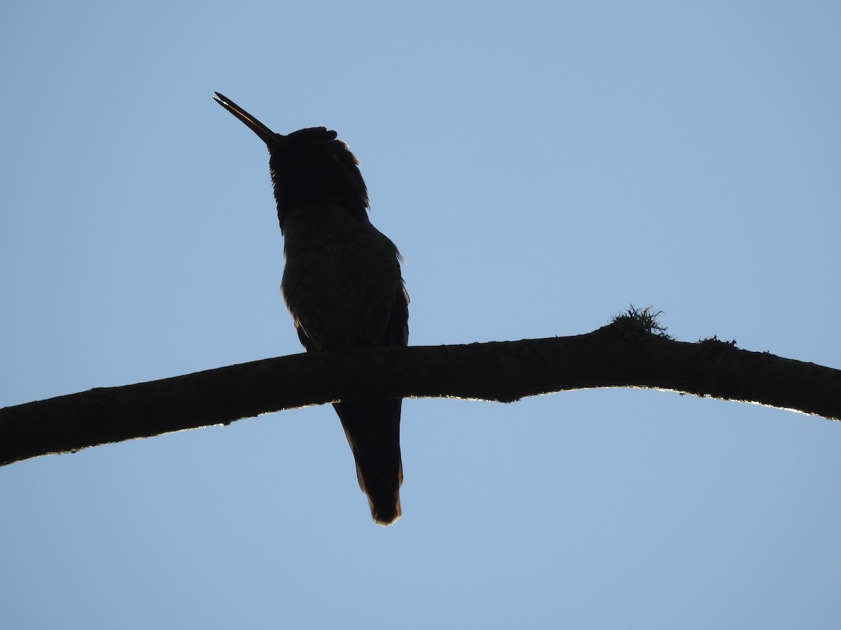 Anna's Hummingbird - ML618775502