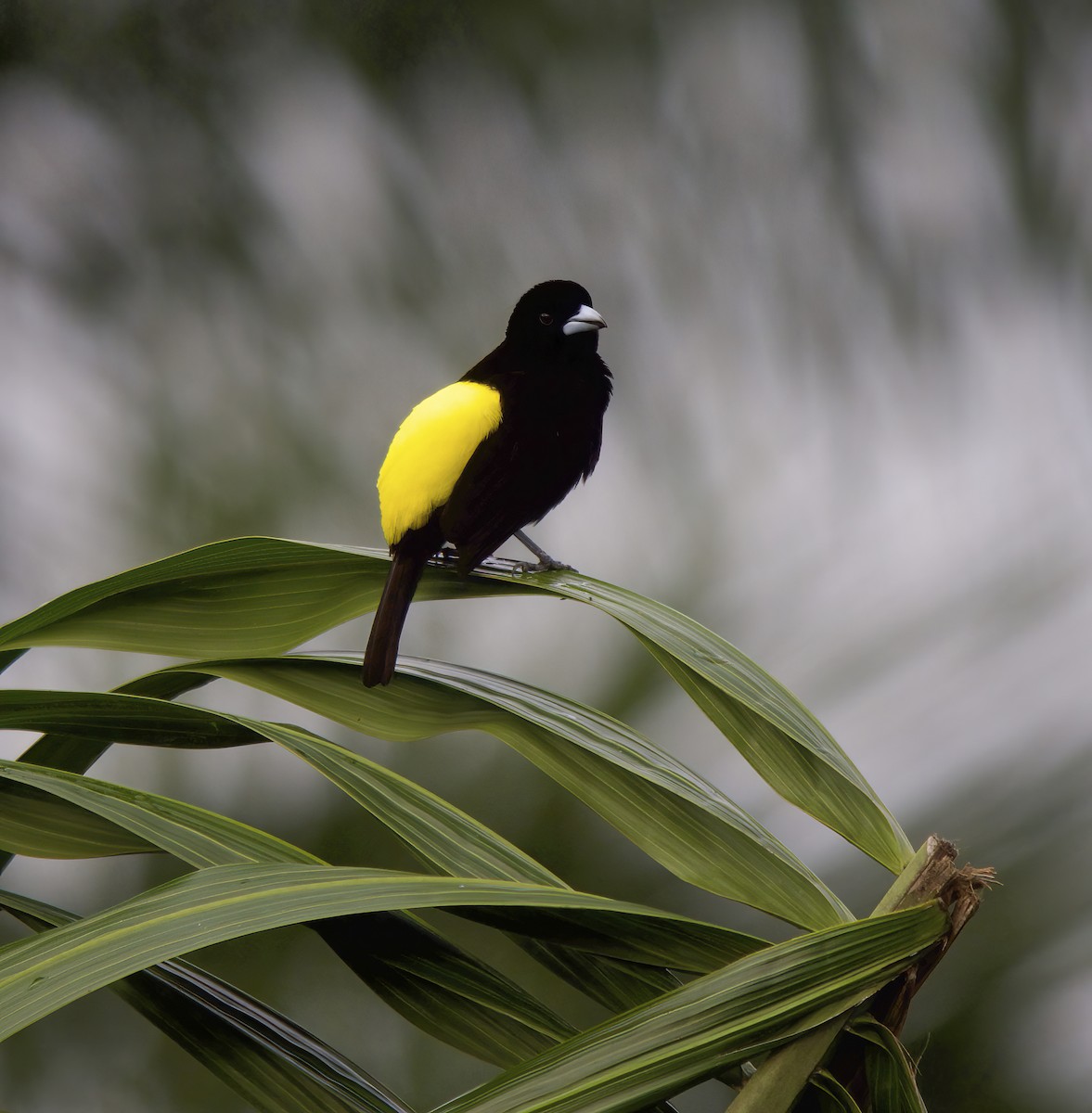 Flame-rumped Tanager - ML618775535