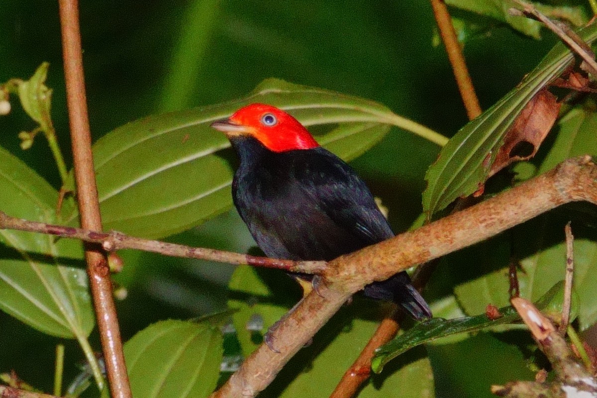Red-capped Manakin - ML618775585