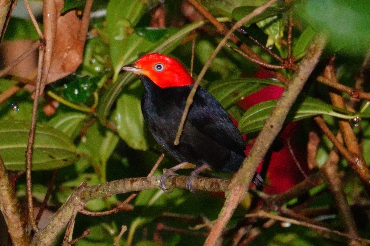Red-capped Manakin - ML618775586