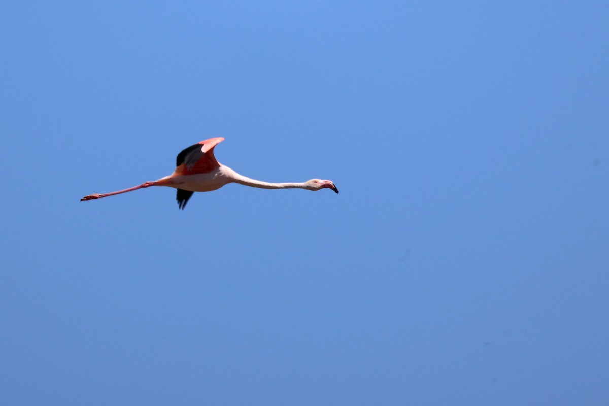 Greater Flamingo - Anonymous
