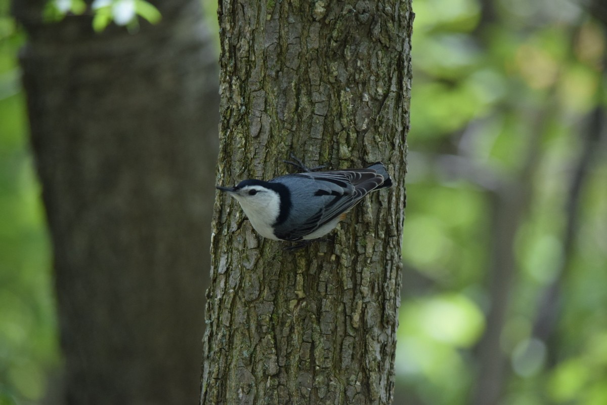White-breasted Nuthatch - Sandie Barriere