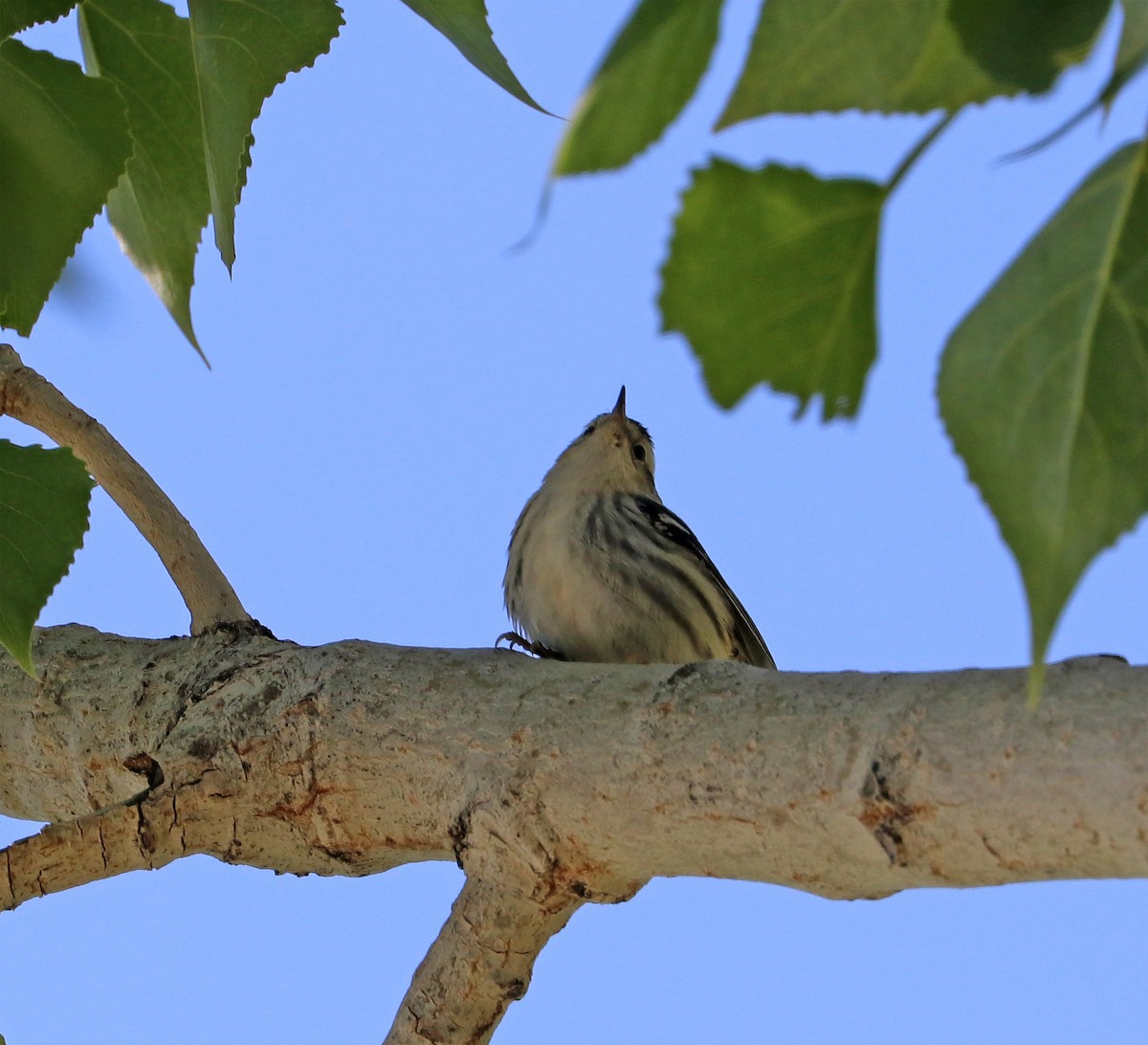 Black-and-white Warbler - ML618775611
