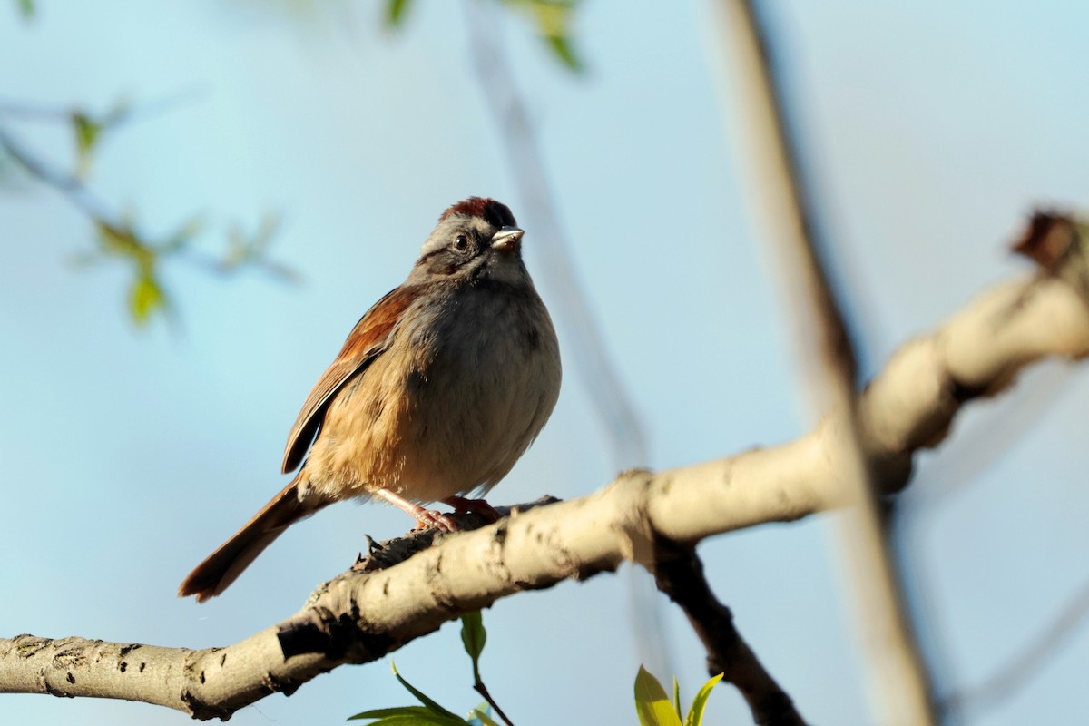 Swamp Sparrow - Maurice Raymond